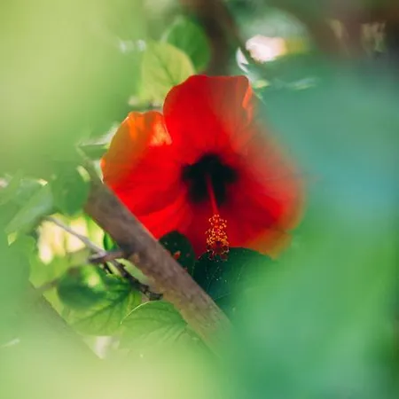 Rural La Casa Amarilla カントリーハウス