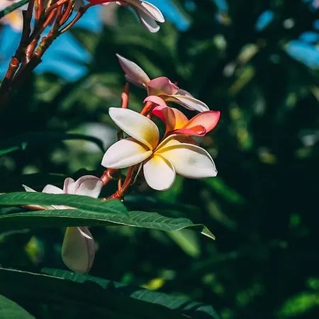Rural La Casa Amarilla カントリーハウス ロス・シロス