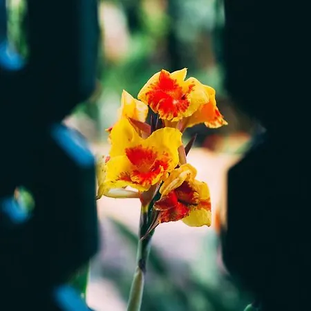 Rural La Casa Amarilla בית כפרי *