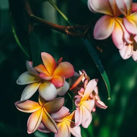 カントリーハウス Rural La Casa Amarilla