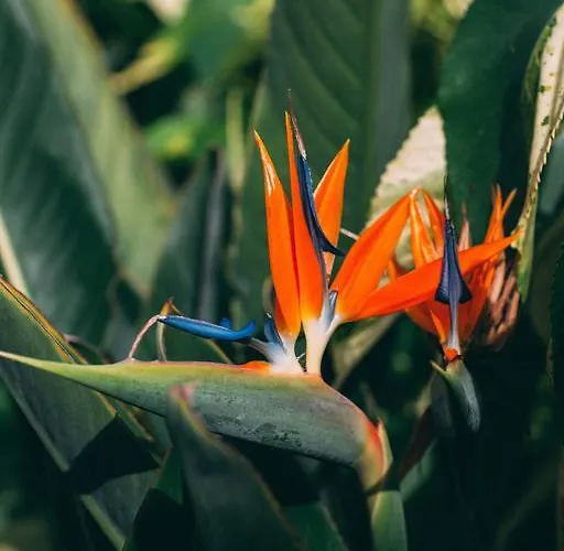 Εξοχικό σπίτι Rural La Casa Amarilla Los Silos